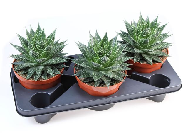 Picture of Gasteria aurora
