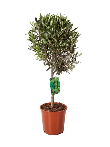 Picture of OLEA EUROPAEA MINI-TIGE C5L TRONC 30CM