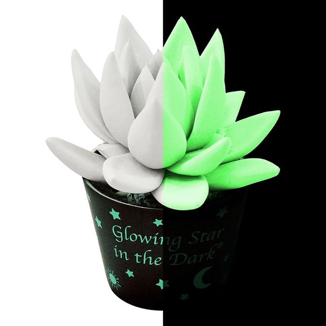 Picture of ECHEVERIA MIRANDA GLOWING STAR IN THE DARK
