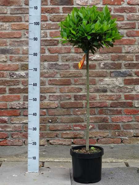 Picture of LAURUS NOBILIS 1/2 STEM 30-35CM HEAD