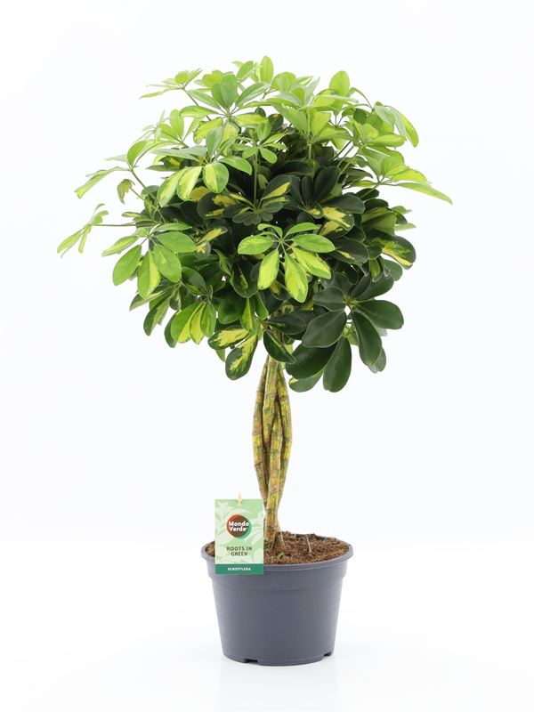 Picture of SCHEFFLERA ARBORICOLA GOLD CAPELLO BRAIDED STEM