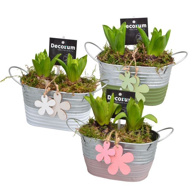 Picture of Hyacinthus 02bulbs zinc bucket
