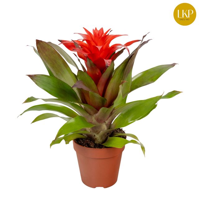 Picture of GUZMANIA LORENA RED