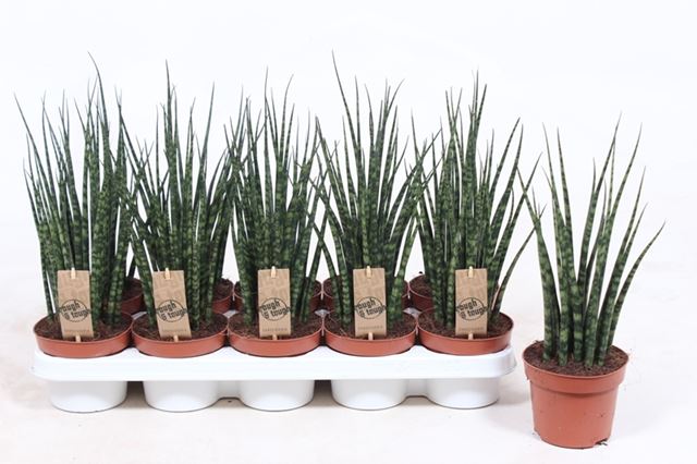 Picture of SANSEVIERIA BACULARIS FERNWOOD MIKADO