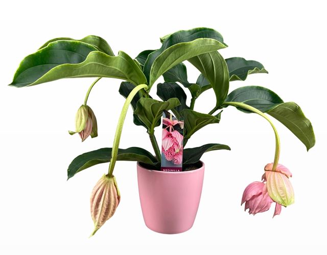 Picture of MEDINELLA MAGNIFICA  03-FL CERAMIC
