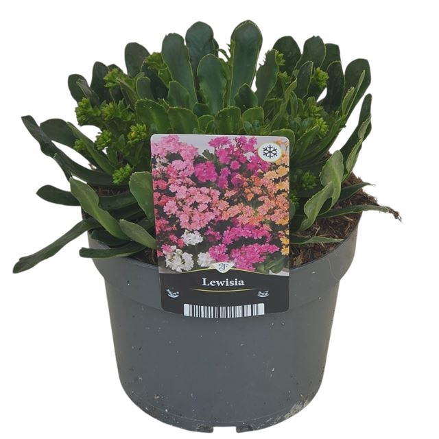 Picture of Lewisia cotyledon mountain dreams