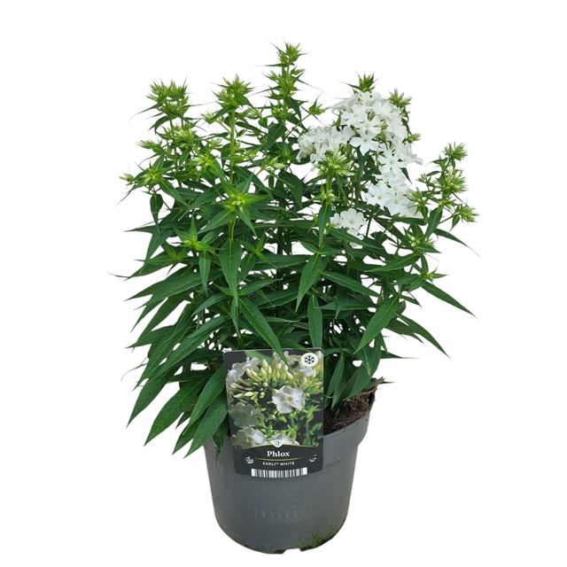 Picture of Phlox paniculata early white