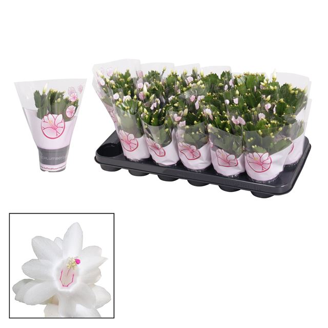 Picture of Schlumbergera white