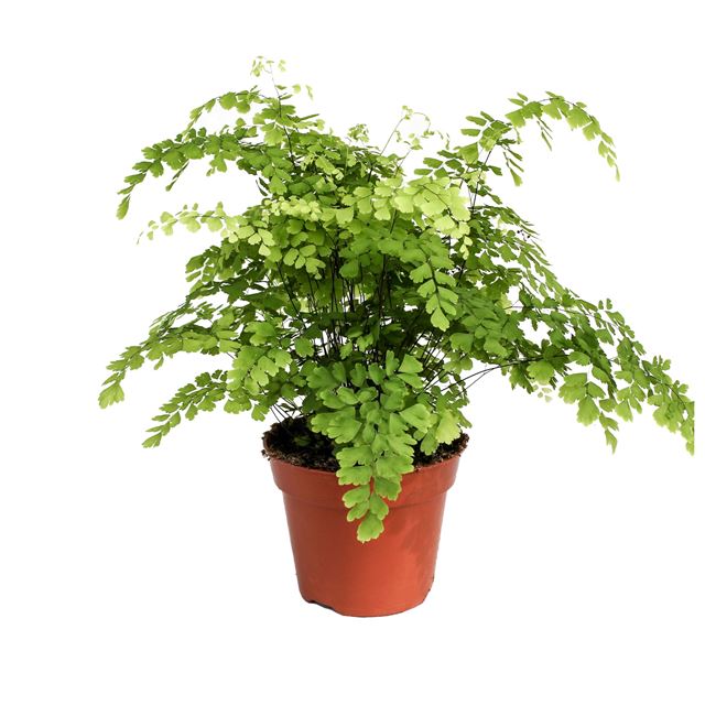 Picture of ADIANTUM RADDIANUM FRAGRANS