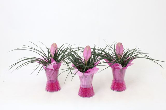 Picture of Tillandsia cyanea in diablo glass