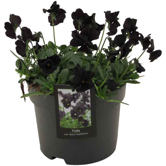 Picture of Viola molly sanderson