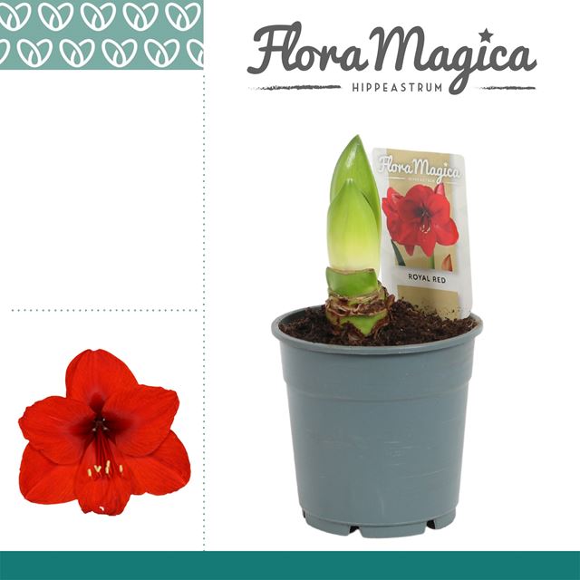 Picture of HIPPEASTRUM 02-FL ROYAL RED