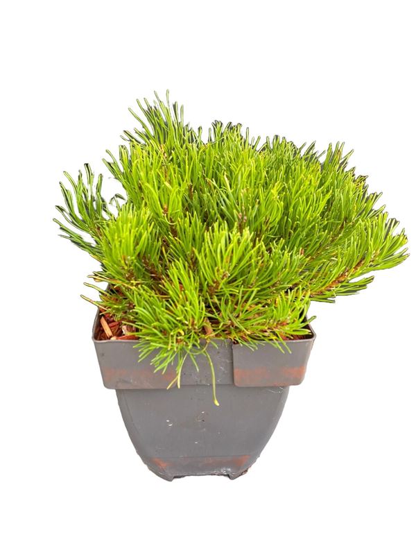 Picture of PINUS MUGHO MUGHUS