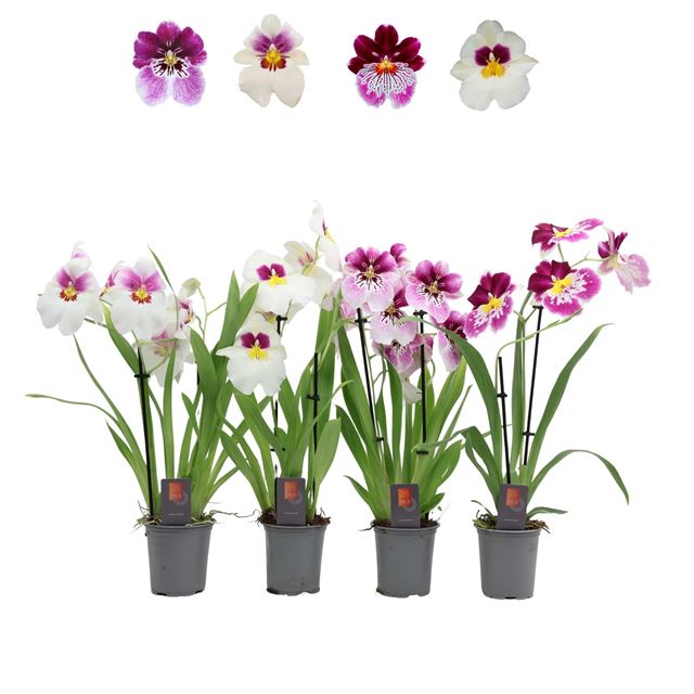 Picture of Miltoniopsis 02-stem mix