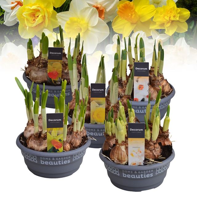 Picture of Narcissus mix in bowl
