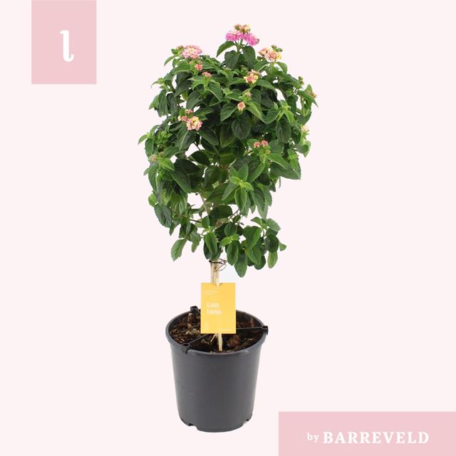 Picture of Lantana pink on stem