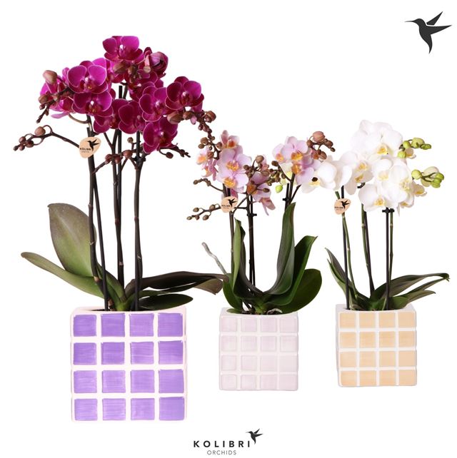 Picture of PHALAENOPSIS 03-STEM MIX IN CERAMIC