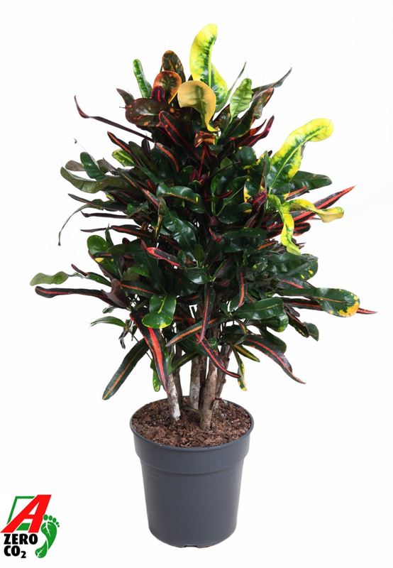 Picture of CODIAEUM VARIEGATUM MAMMI