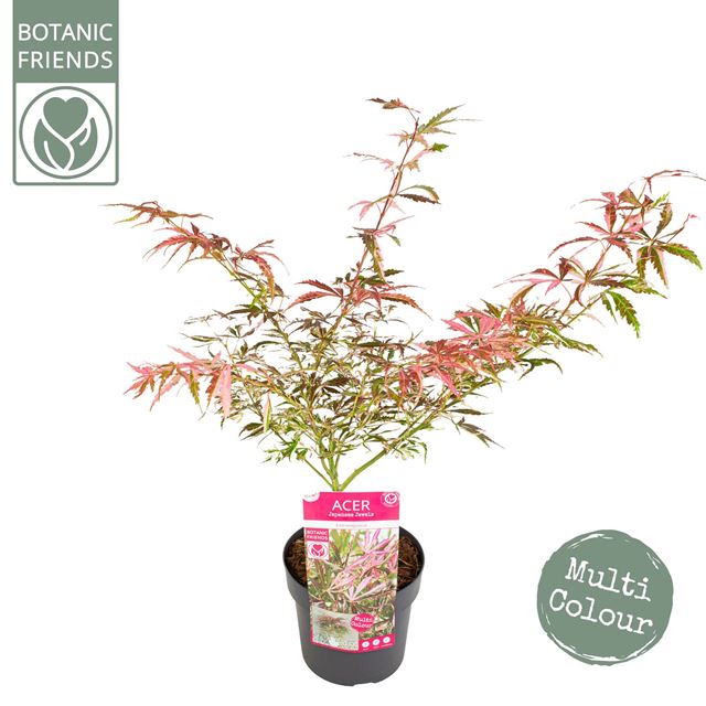 Picture of ACER PALMATUM EXTRAVAGANZA