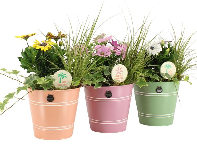 Picture of OUTDOOR SUMMER ARRANGEMENT 03PP IN ZINC