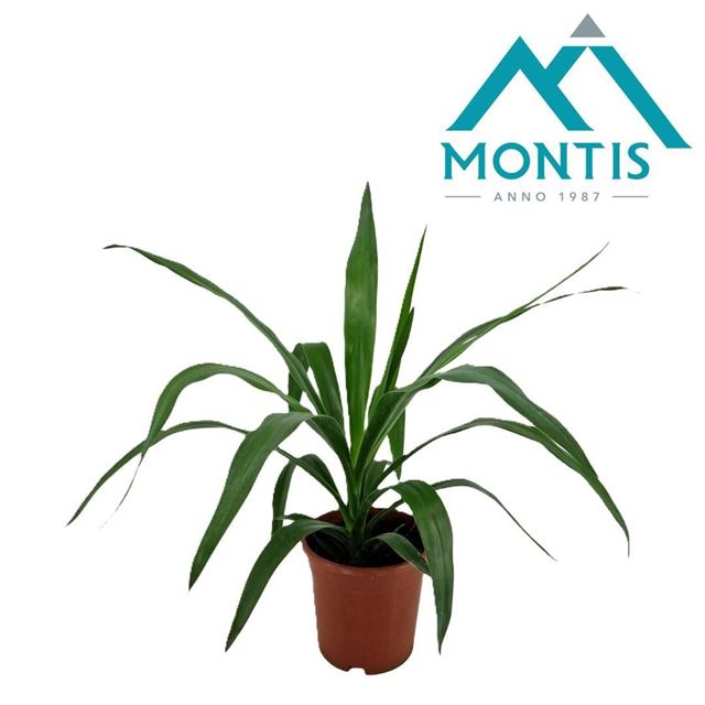 Picture of Yucca elephantipes head
