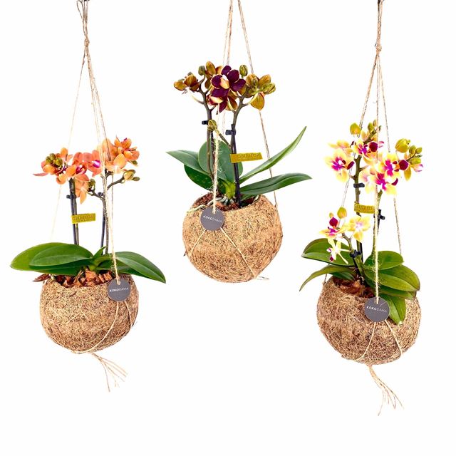 Picture of KOKODAMA MINI PHALAENOPSIS 02-STEM