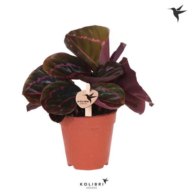 Picture of Calathea roseopicta dottie