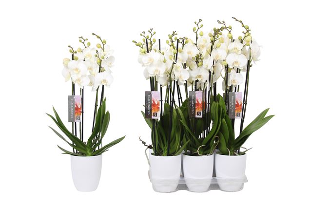 Picture of PHALAENOPSIS 04-STEM WHITE WORLD IN CERAMIC