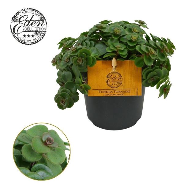 Picture of Sedum makinoii tornado