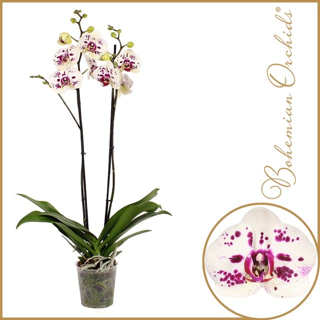 Picture of PHALAENOPSIS 02-STEM SAN SEBASTIAN