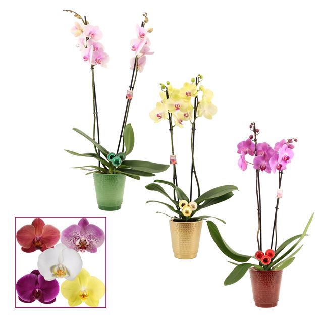 Picture of PHALAENOPSIS 02-STEM MIX IN CERAMIC