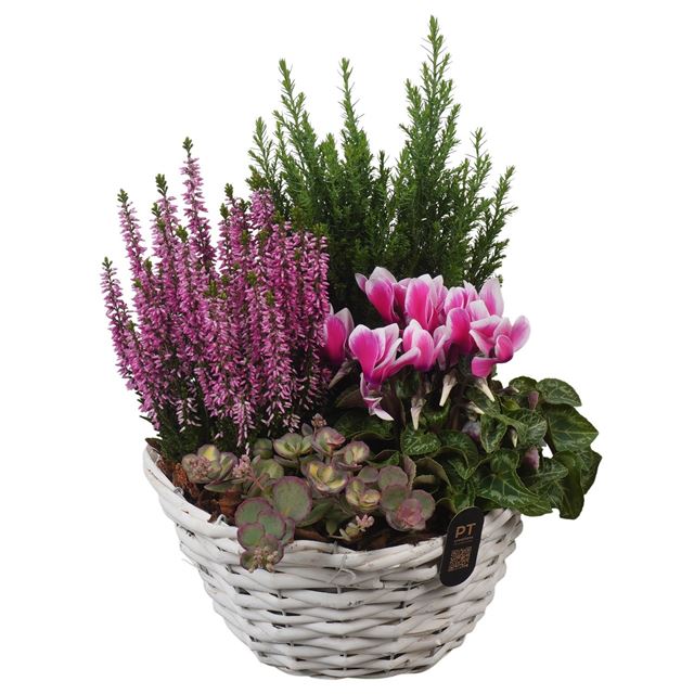 Picture of Autumn arrangement 05pp in basket - outdoor