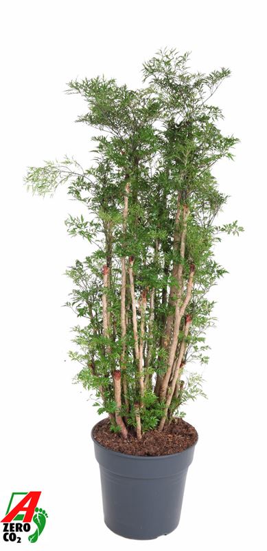 Picture of Polyscias ming branched