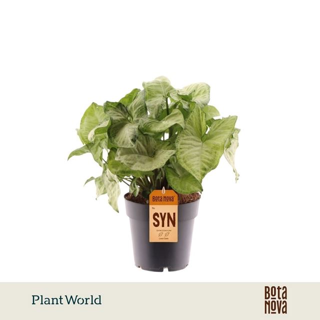 Picture of Syngonium podophyllum white butterfly