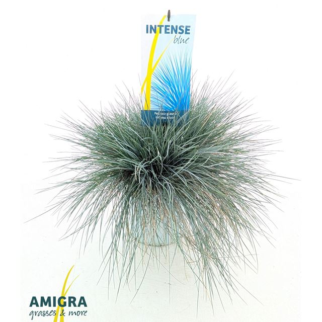 Picture of Festuca glauca intense blue
