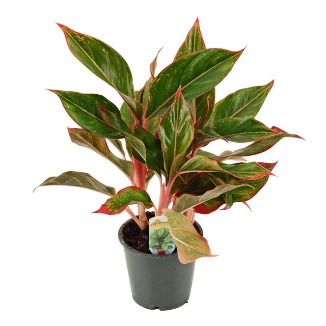 Picture of AGLAONEMA COMMUTATUM CRETE