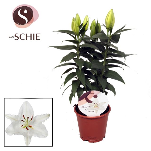 Picture of Lilium oriental white