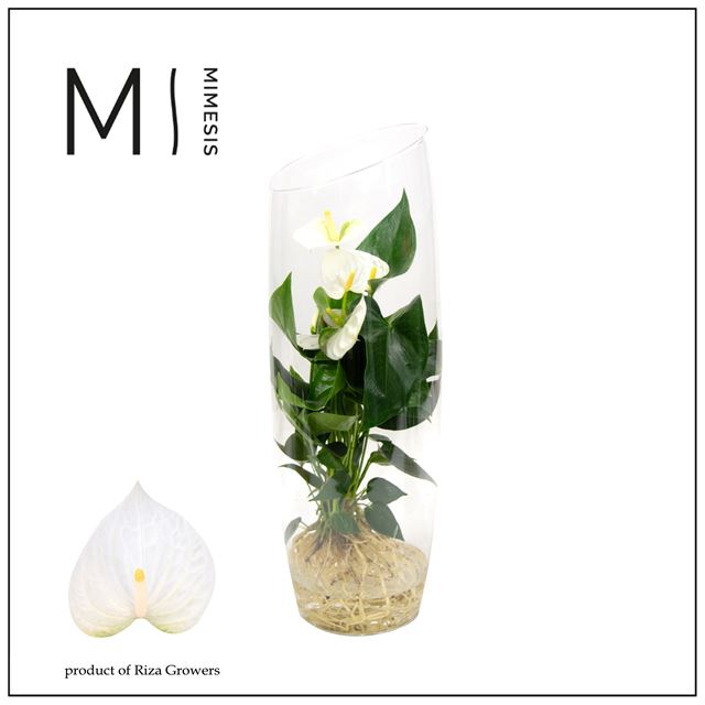 Picture of ANTHURIUM ANDREANUM WHITE IN GLASS VASE