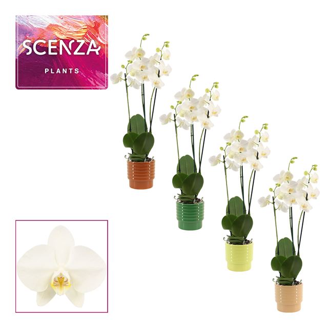 Picture of PHALAENOPSIS 03-STEM WHITE IN CERAMIC