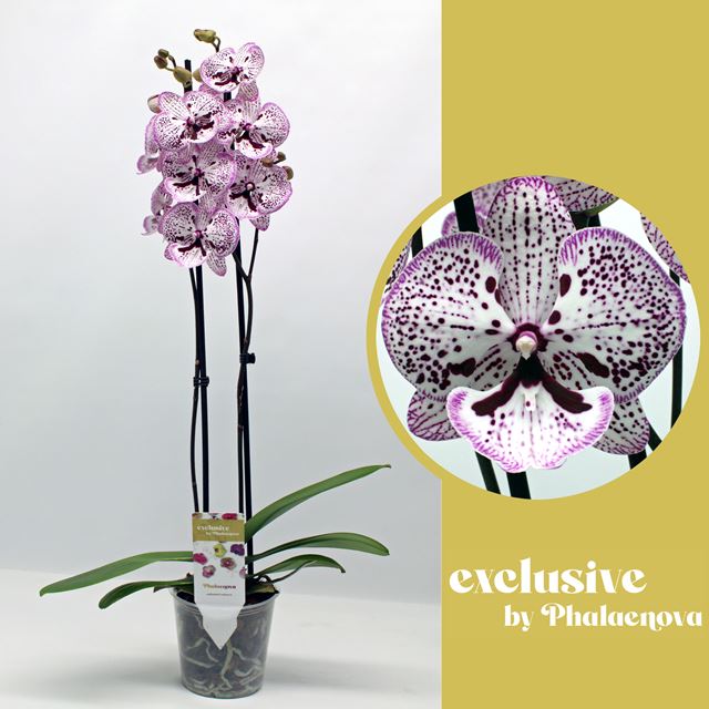 Picture of Phalaenopsis 02-stem grace