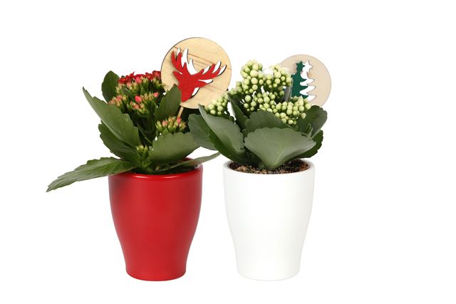 Picture of KALANCHOE RED/WHITE IN CERAMIC