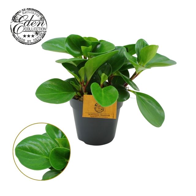 Picture of PEPEROMIA OBTUSIFOLIA GREEN
