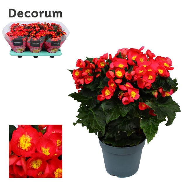 Picture of BEGONIA VALENTINO PINK