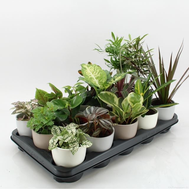 Picture of FOLIAGE MIX IN CERAMIC