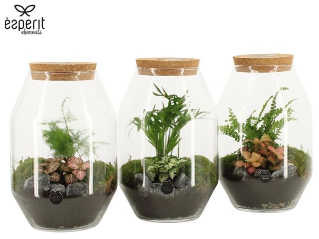 Picture of Terrarium