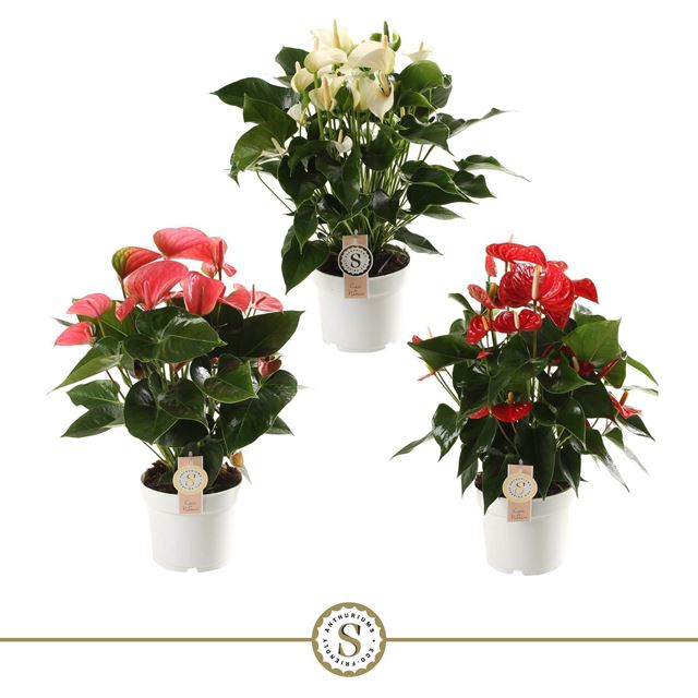 Picture of Anthurium andreanum champion mix