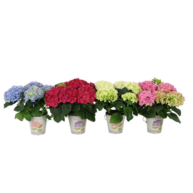 Picture of Hydrangea macrophylla mix 03+fl in zinc bucket