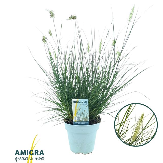 Picture of Pennisetum alopecuroides hameln