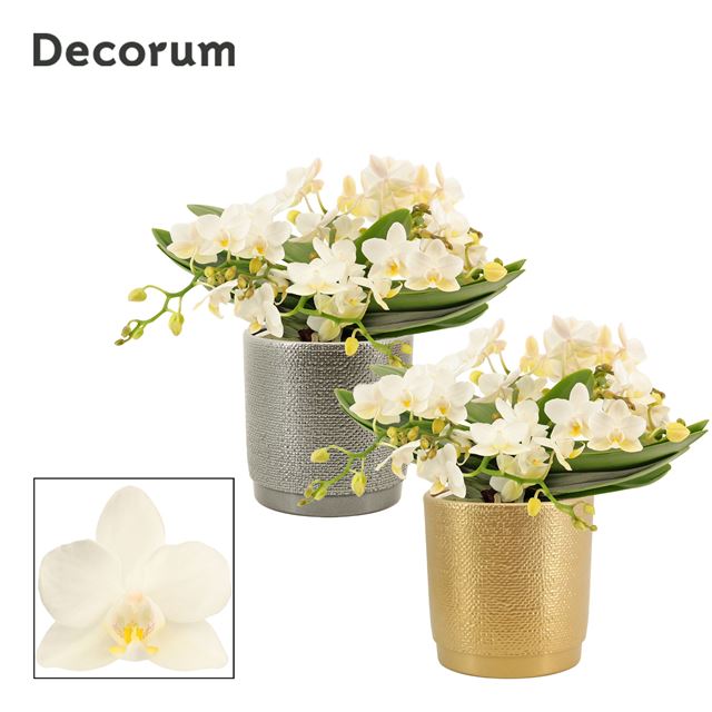 Picture of PHALAENOPSIS TABLE WHITNEY IN CERAMIC