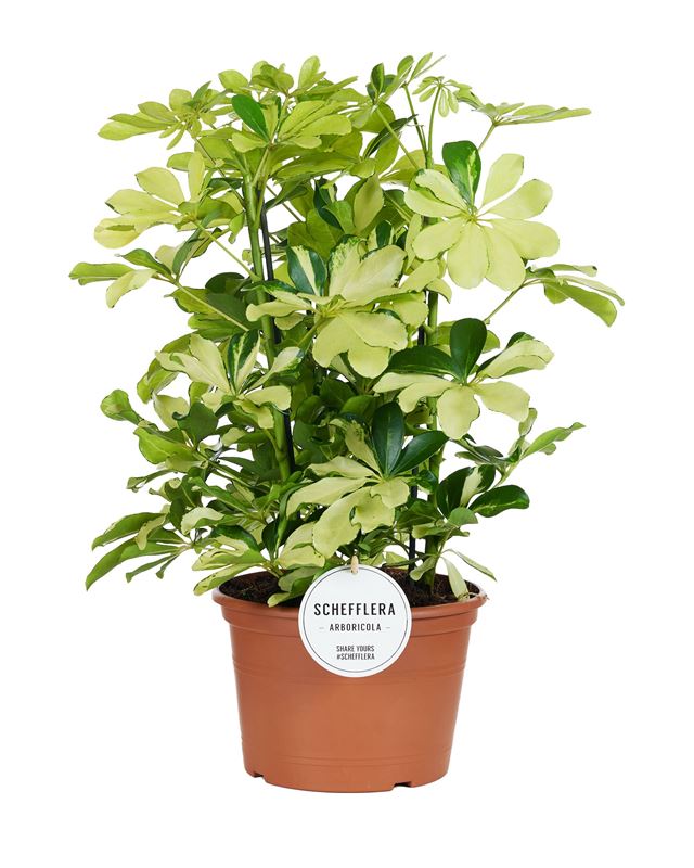 Picture of Schefflera arboricola melanie